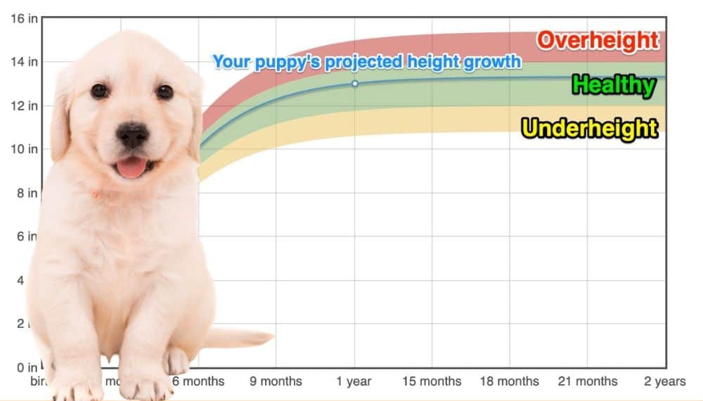 How Can I Predict How Tall My Puppy Will Be